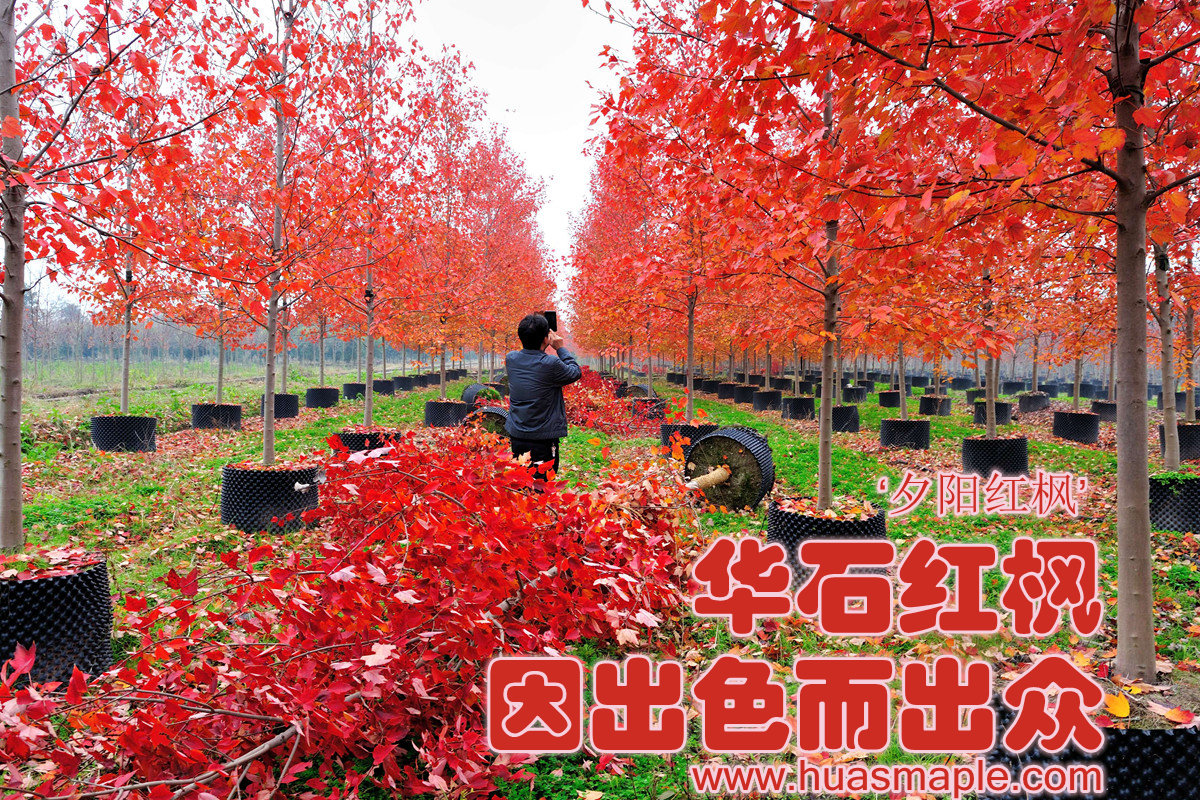 美國(guó)紅楓,華石夕陽(yáng)紅楓