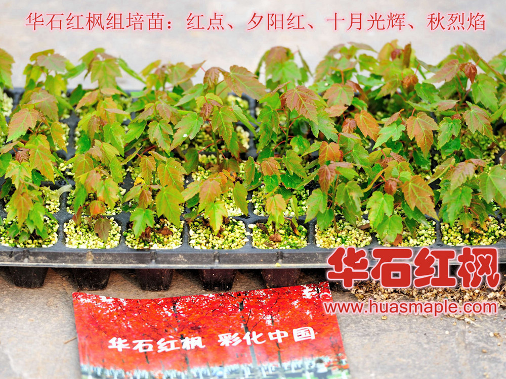 華石美國(guó)紅楓組培苗