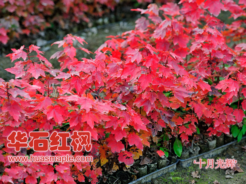 美國(guó)紅楓,華石十月紅楓