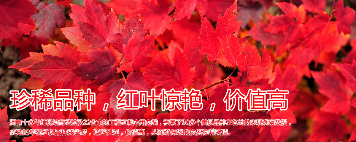 變色驚艷、品種稀缺、價值高