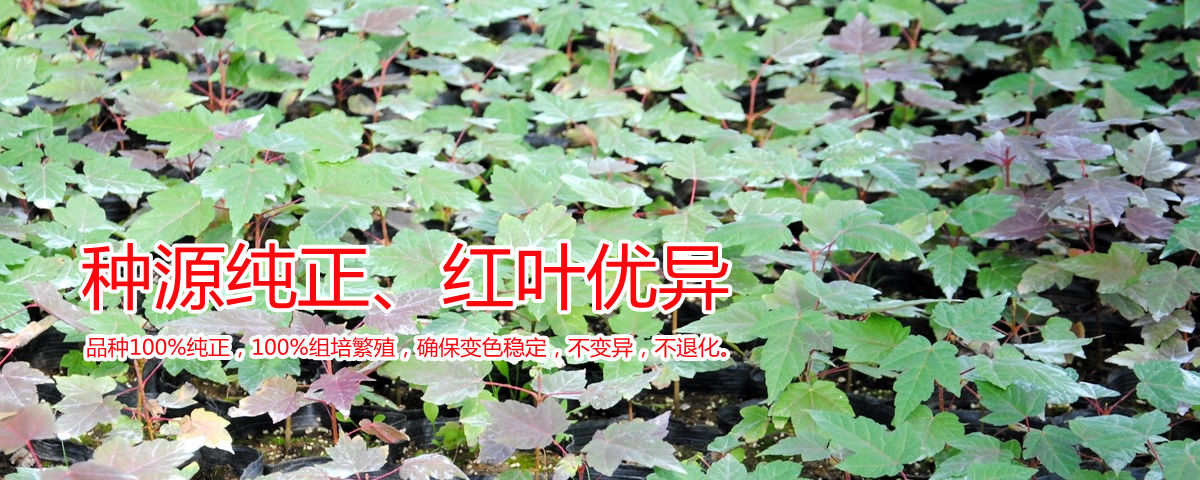 種源純正、表現優異